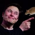 Rat Coin Elon Musk