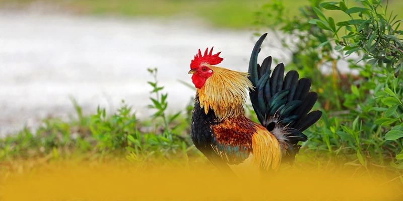 FAFA191 - Sân chơi uy tín được cộng đồng đánh giá cao