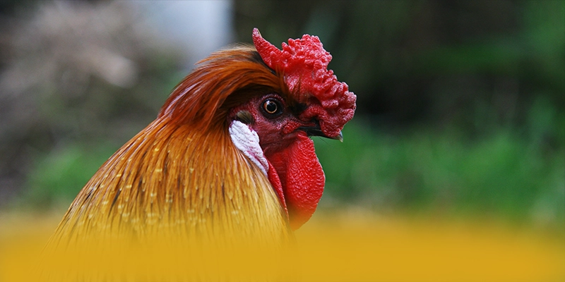 GO8 - Nhà cái tối ưu số 1 Việt Nam