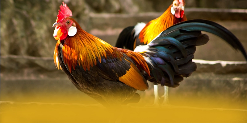 GEM88 - Nhận định cuối cùng với góc nhìn khách quan.