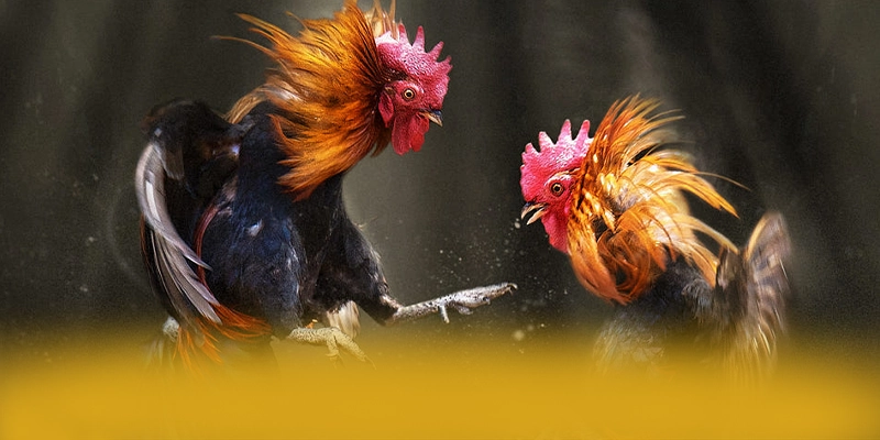 SA88 – Cổng game bài đáng chơi nhất, được giới cược thủ đánh giá cao. SA88 – Cổng game bài đáng chơi nhất, được giới cược thủ đánh giá cao.