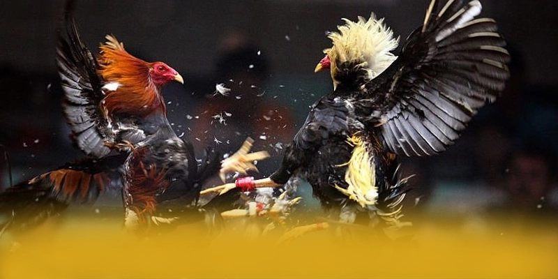 WIN79 - Thương hiệu game trực tuyến quy tụ nhiều siêu phẩm hot được đánh giá cao – Khám phá thế giới giải trí tại WIN79 WIN79 - Thương hiệu game trực tuyến quy tụ nhiều siêu phẩm hot được đánh giá cao – Khám phá thế giới giải trí tại WIN79