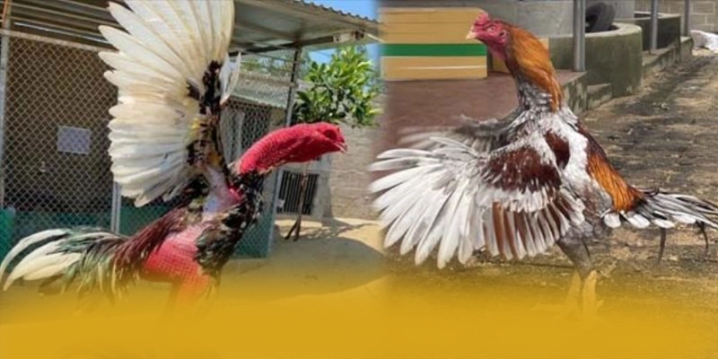 
Khám phá hành trình của W88 - Cổng cá cược được yêu thích nhất 2025
