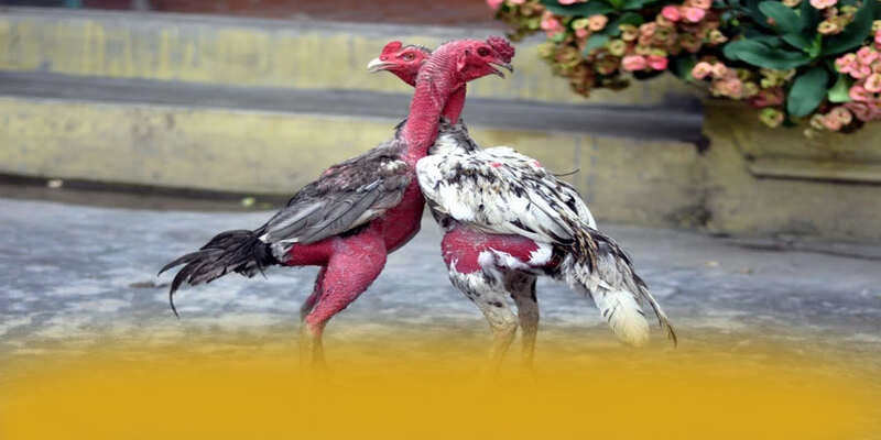 WIN79 - Nhà cái được đánh giá cao về độ tin cậy hiện nay – Cập nhật thông tin về WIN79 WIN79 - Nhà cái được đánh giá cao về độ tin cậy hiện nay – Cập nhật thông tin về WIN79